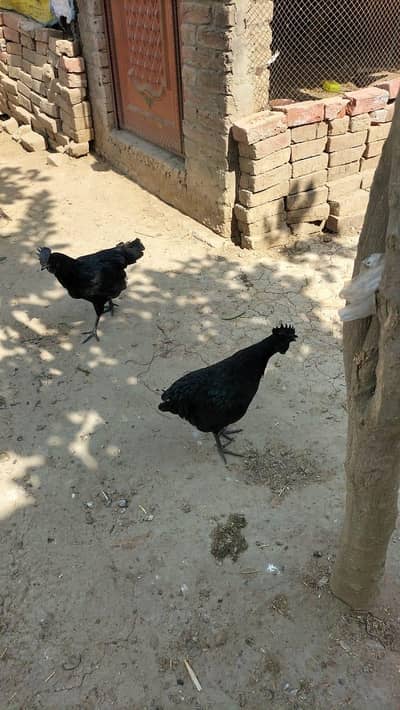 Ayam cemani