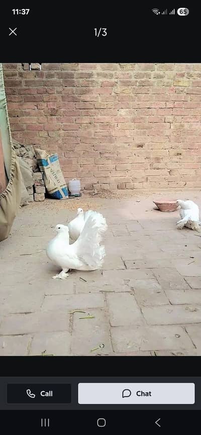 per pair 2500 lacky kabooter