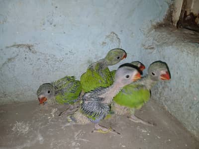 Ringneck Chicks Available