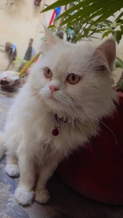 cute Persian triple coated cat for sale