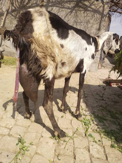 fresh dodh wali with 2 female baby