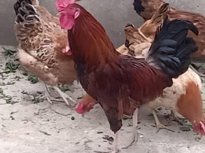 Golden misri 6  hens