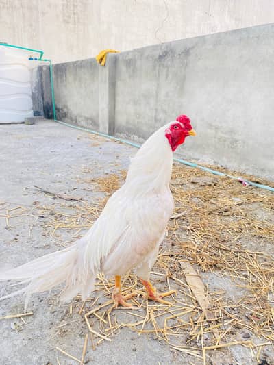 pepper white aseel male