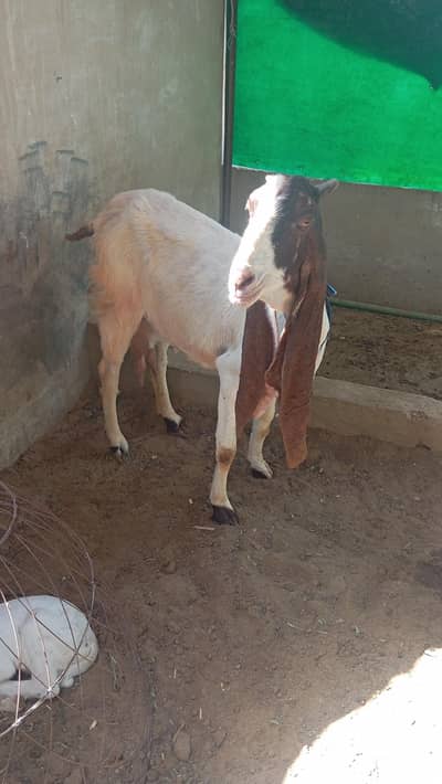 Pateri bakri for sale bachy k sath