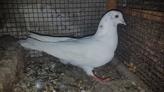 Chatri Wala Male For Sale.