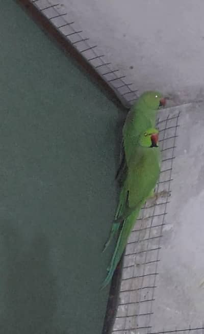 Ringneck Breeder Pair