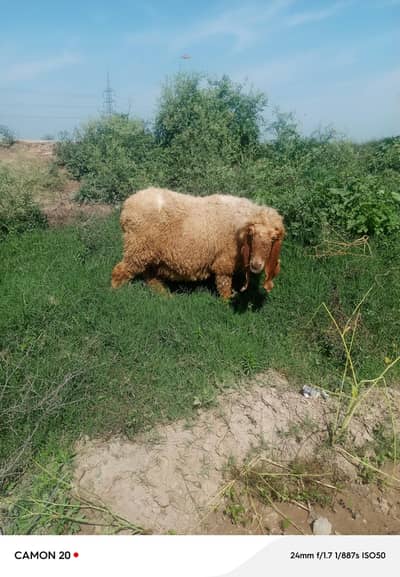 gaban tyar sheep