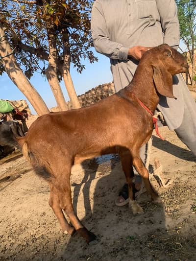 Female Ghar Rkhny wali Goat (Urgently paisy ki need hay)