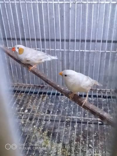 zabra finches black barsted