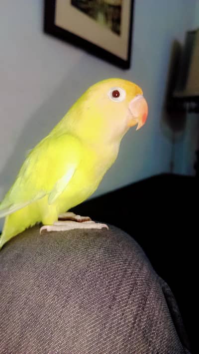 Aoa! selling my tamed love bird active and healthy