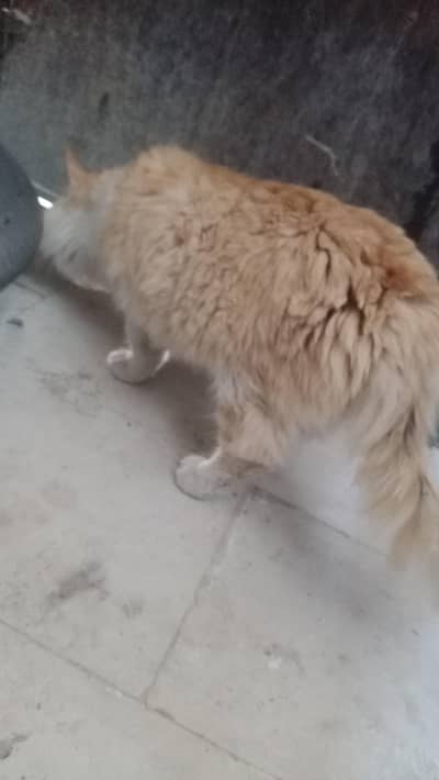 Persian Male cat For sale
