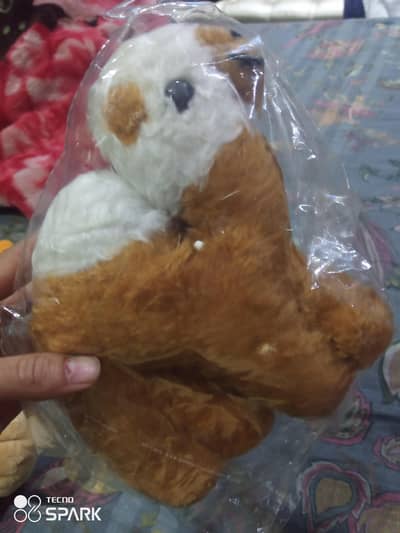 teddy berars for sale