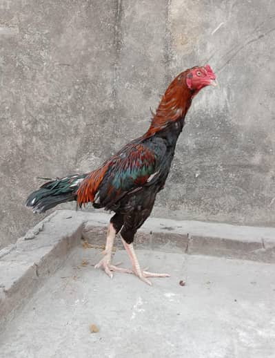 Burmi Cross Murga For Sale