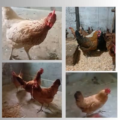 golden misri | eggs laying hens | desi murghi | per piece price : 1200