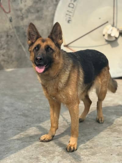 German Shepherd breeder female for sale