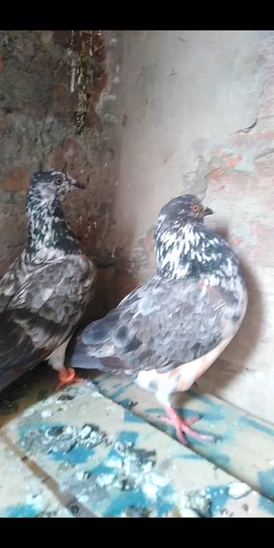 jora for sale jisy samjh ay WhatsApp p rabta kro