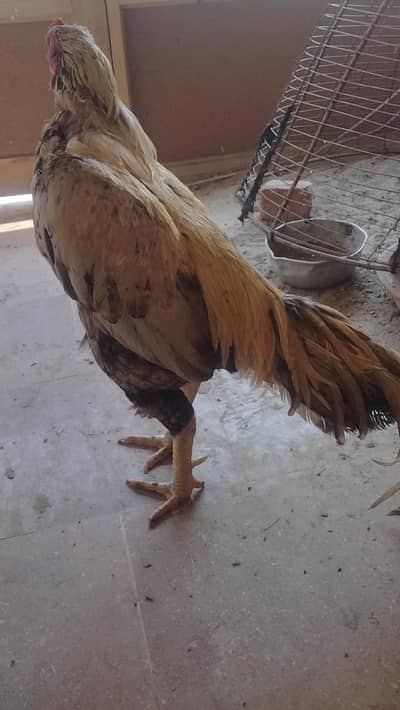 high quality miawali aseel watsapp number 03421729197