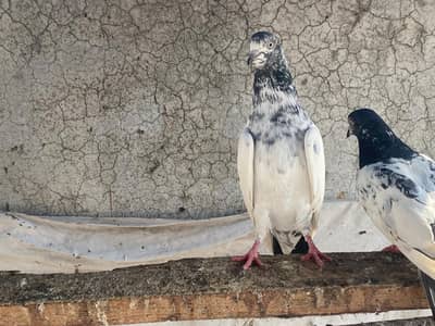 20 perwazi new lace huwy