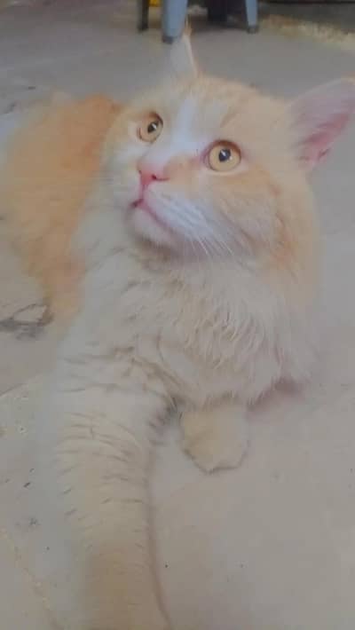 Persian Male cat
