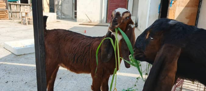 nagari path for sale