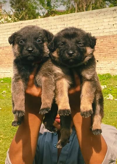 alsatian bhagyari security dog for sale