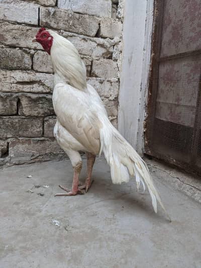 high quality Heara Aseel available in Multan 03284674632 price final h