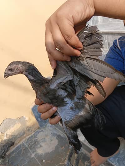 pure dragon aseel pair