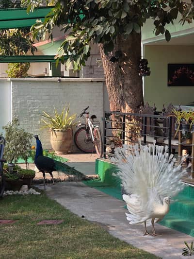 White female peacock