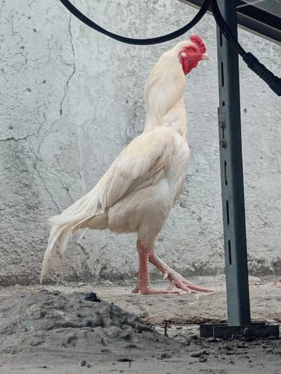 paper white high quality Heera Male available for sell
