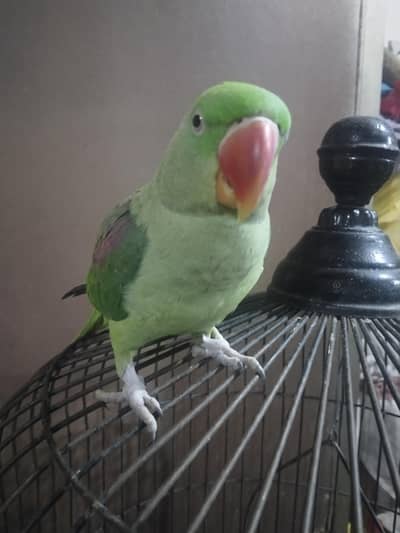 parrot 0.3.0.9. 3.0.0. 0. 4.4. 2