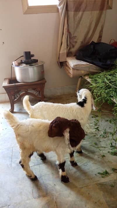 Two male 3 month old for urgent sell