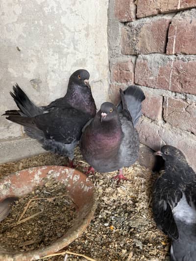 Extreme Quality King Modenas