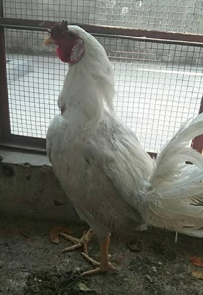 2 curk murghian 1 shamo cross  murgha