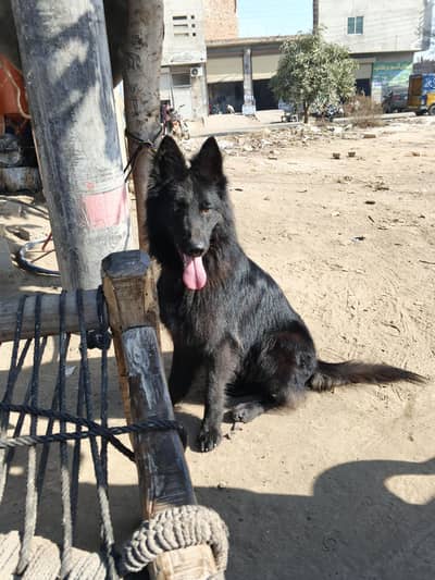 Healthy & Active Dog Available for Sale