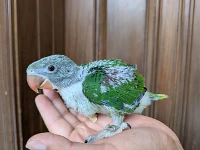 Raa/Alexanderine Parrot Wildlife Registered Chicks