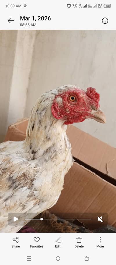 burmi murgi eggs de rhi ha