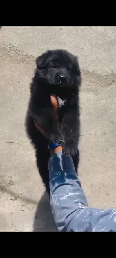 Black shepherd long coat  female puppy available for sale location