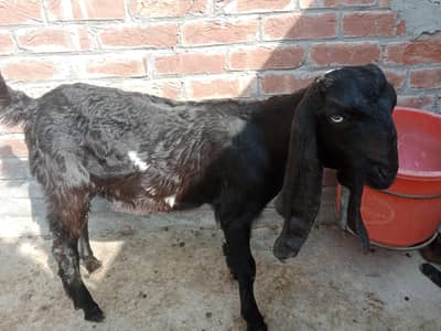 top quality male kid with pedigree