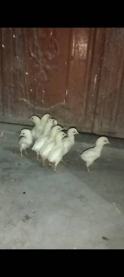 German white shamo chicks For Sale