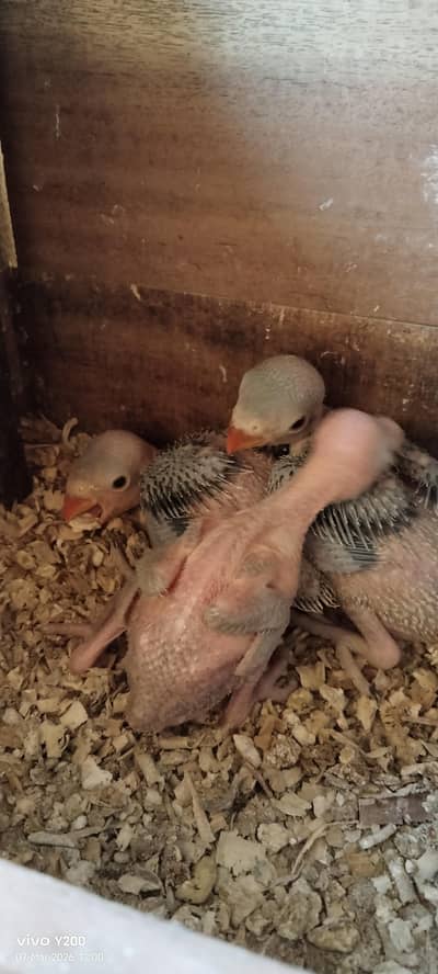 Jumbo size ringneck chicks for sale (Whatsapp: 0341 1125660)