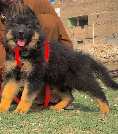 Long court German Shepherd female for sale
