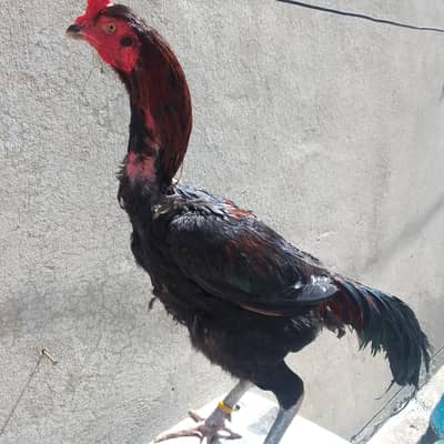 aseel pakoya traat patha