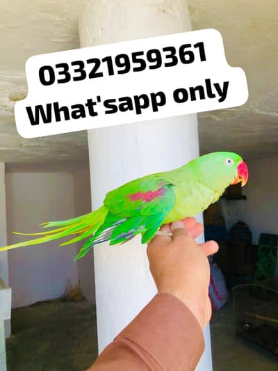 Raw Tamed and talking female Available