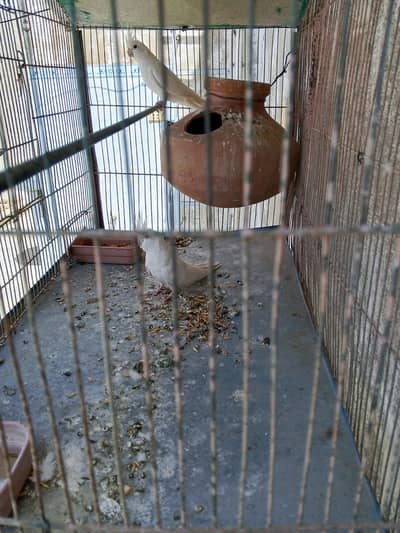 eno cocktail breeder pair and one budgie pair