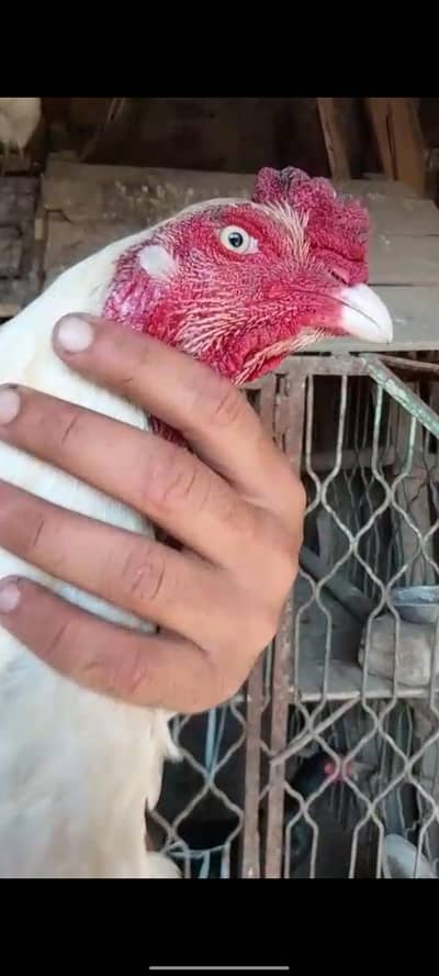 *Pure Heera Aseel /golden buff pair chicks /white paper aseel heera*