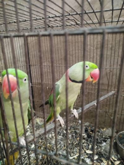 good health full active