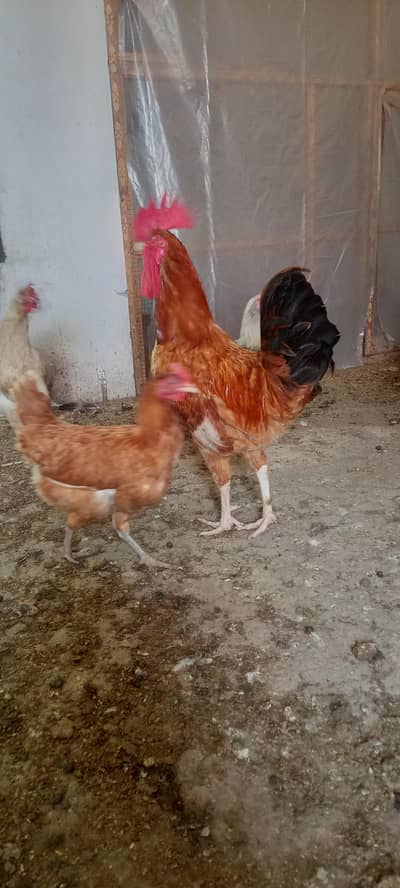 Healthy and active desi murgian