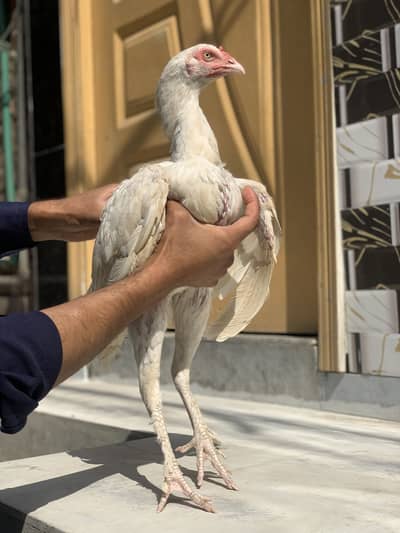 Home breed paper white purmooz madi