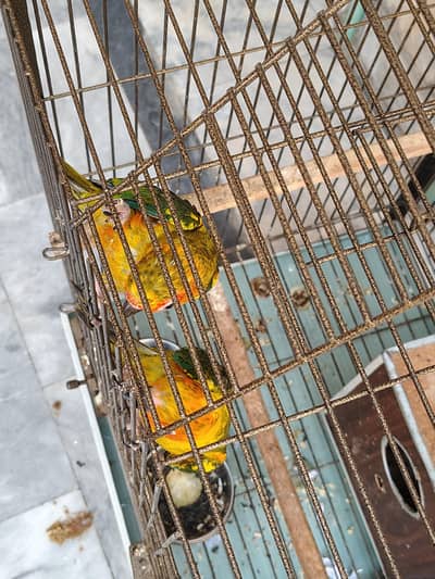 2 sun conure