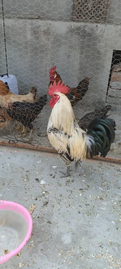 desi murga healthy and active 1.5 year age